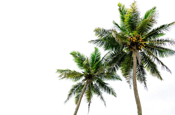 Palmy Izolované Bílém Pozadí — Stock fotografie