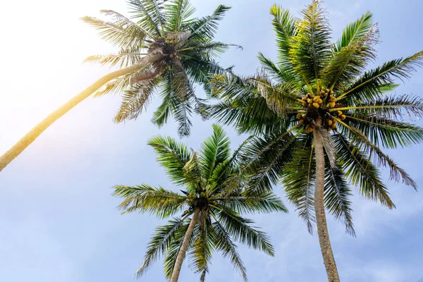 Palmeras Vista Desde Abajo Día Soleado Los Trópicos Palmera Coco —  Fotos de Stock