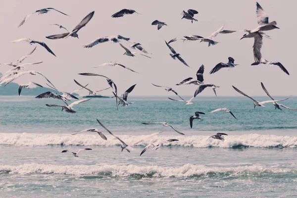 Large Group Seagulls Flying Sea Water Toned Instagram Retro Filters — Stock Photo, Image