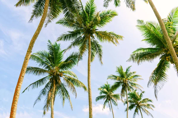 Пальмы Солнечный День Тропиках Кокосовая Пальма Большими Листьями Фоне Летнего — стоковое фото