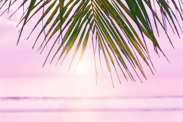 Пляжный Фон Пальмой Тропические Пляжные Пальмовые Листья Розовый Закат Тропиках — стоковое фото