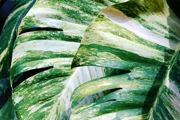 Kleurrijke Blad Achtergrond Regenwoudplanten Tropische Klimop Epipremnum Scindapsus — Stockfoto