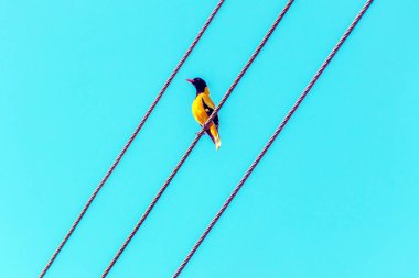 Teller üzerinde siyah kafa ile parlak tropikal sarı kuş. Kara başlı sarıasma Oriolus xanthornus ceylonensis.