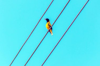 Bright tropical yellow bird with black head on the wires.  Black-headed oriole, Oriolus xanthornus ceylonensis. clipart