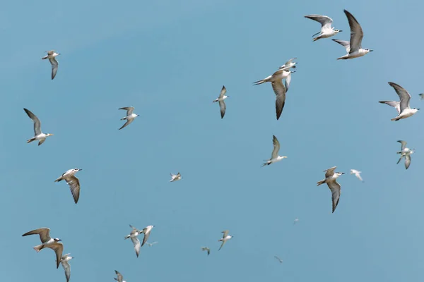 Flying birds in blue sky. Flock of white birds.