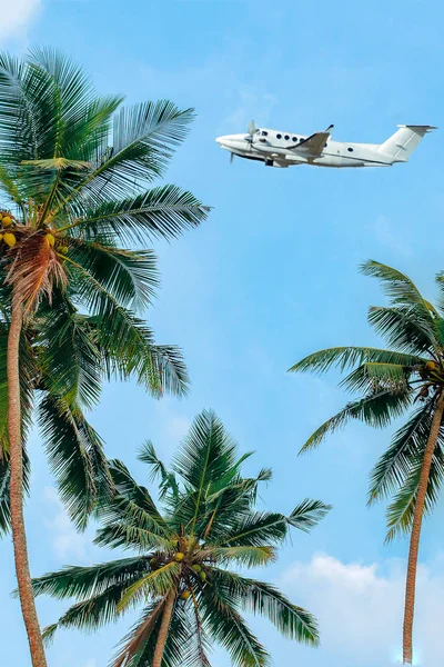 Plane flying over palm trees. Flying industry. Summer air travel. Jungle summer.