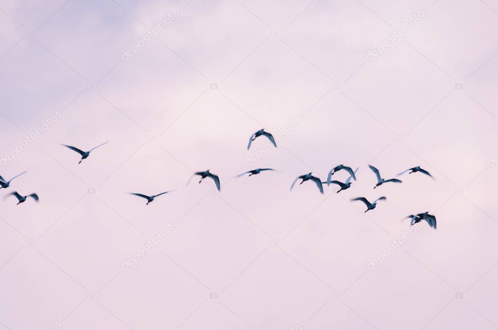 Blurred photo with birds in motion. Blue heron flying. Group of birds flying.