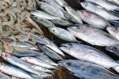 Taze balık ton balığı, sardalye ve karides balık pazarında satış-.