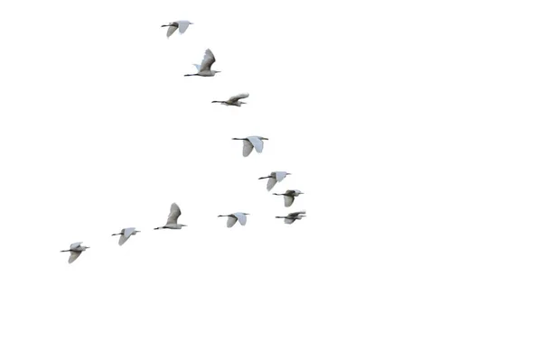Flock of white herons flying in V-formation. — Stock Image Flock of white herons flying in V-formation. Stock Photo