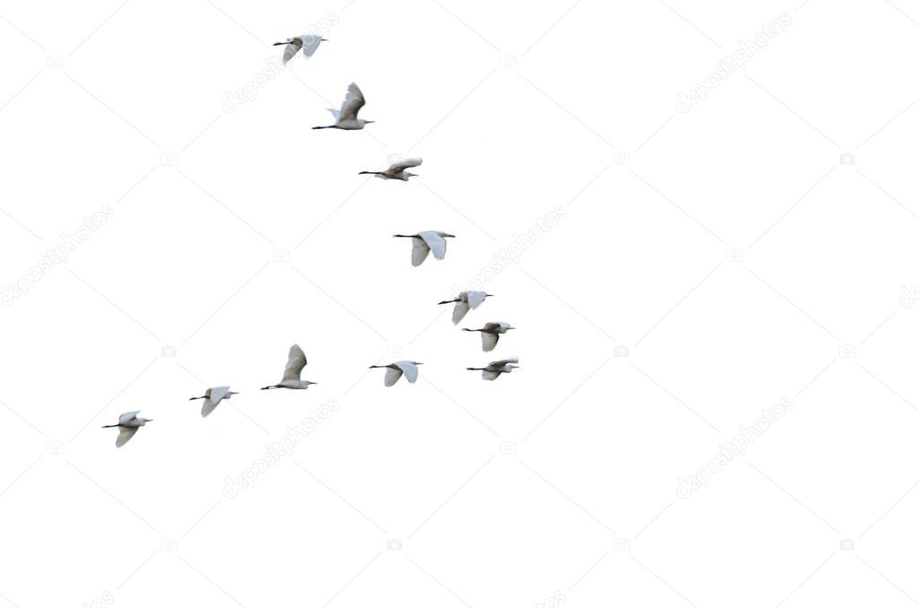 Flock of white herons flying in V-formation.