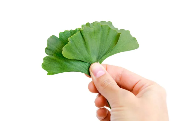 Elinde ginkgo biloba yaprakları, izole. — Stok fotoğraf