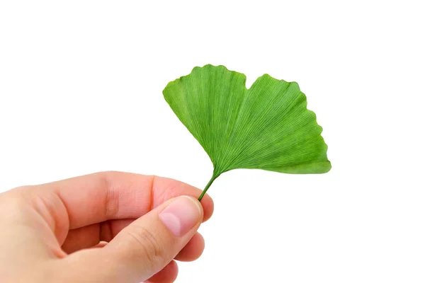 Folha ginkgo biloba na mão . — Fotografia de Stock