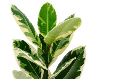 Variegated ficus  Variegata isolated on white background.  clipart
