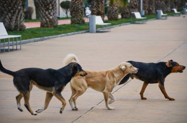 Bir grup sokak köpeği 