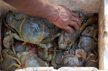 Kutuda çiğ yengeçler.