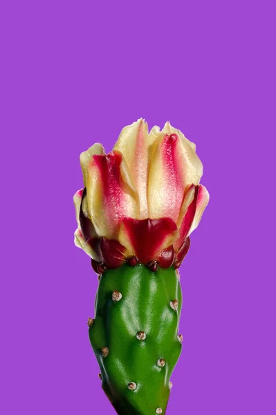 Cactus bloem op lila achtergrond — Stockfoto
