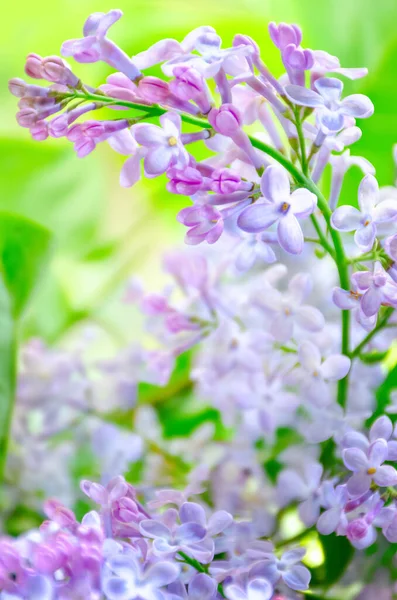 Springtime Bunch Lilac Blossom Sunny Garden Blooming Flowers Branch Close — Stock Photo, Image