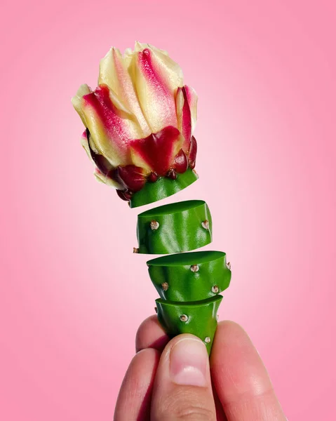 Creative flowers sliced and flying. Opuntia cactus flower in the hand.  Art flowers. Isolated on pink background. Clipping paths.