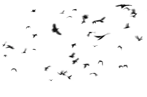 Silhouette Black Birds Crows Flies White Background Photo Motion Blur — Stock Photo, Image