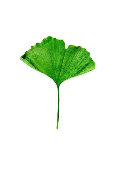 Beyaz Arka Planda Yeşil Ginkgo Biloba Yaprağı Var Kesme Yolu — Stok fotoğraf