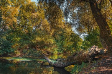 Nehirde yüzen bir günlük. Sunny sonbahar günü