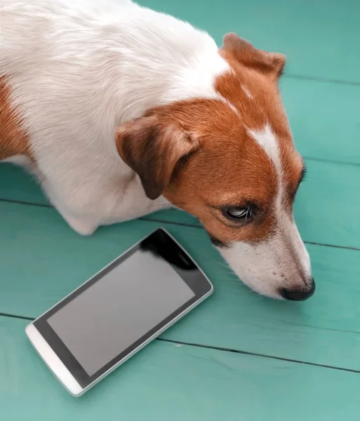 Close-up portrait of sad cute dog Jack russell lying on green blue wooden floor next to mobile phone. Pet waiting for a phone call from owner. Emotions of animal. Grief and sadness