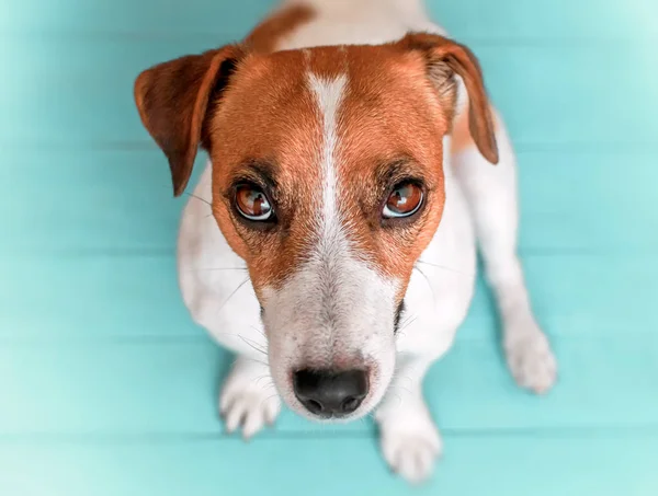 Meraklı, yakın çekim portre sevimli köpek Jack russell yeşil mavi ahşap zemin ve lookig yukarı doğru olarak fotoğraf makinesine oturan