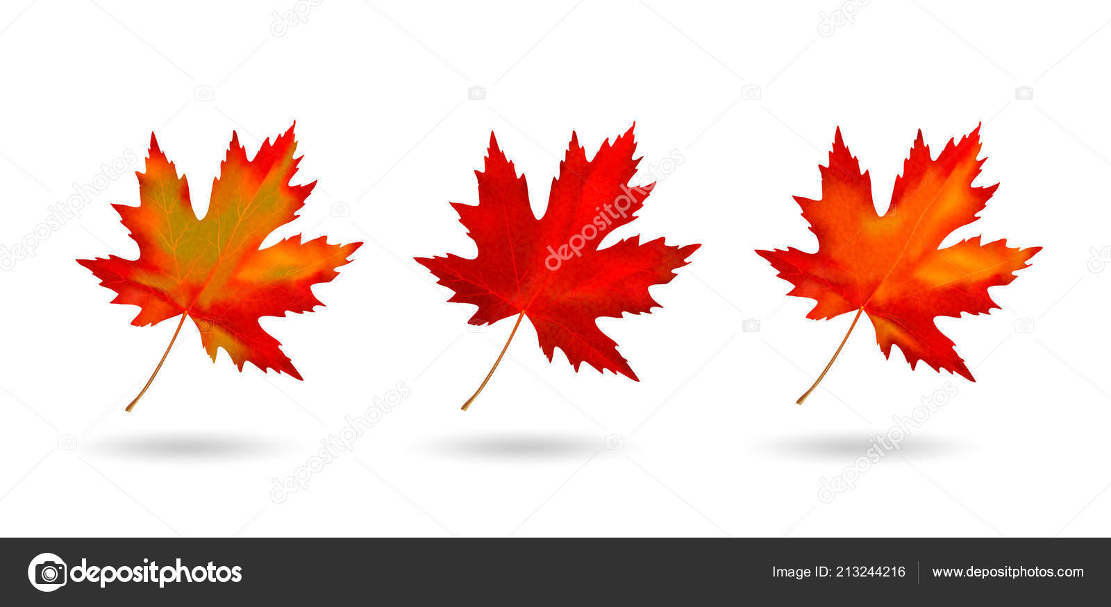 Maple Leaf Isolated On White Background Stock Illustration