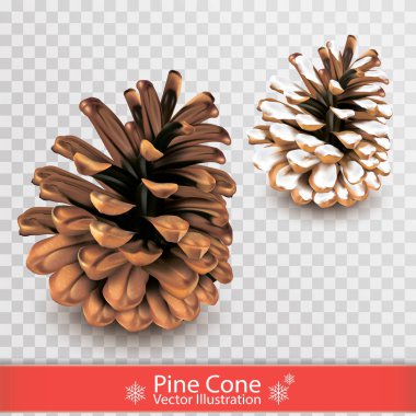 Saydam arka plan üzerinde izole kar ile gerçekçi kuru çam kozalağı. Tasarım nesnesi. İki pinecones kümesi. Vektör çizim.