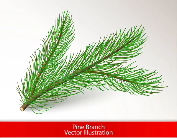 Realistiska Grön Tall Trädgren Isolerad Vit Bakgrund Objektet Och Pine — Stock vektor