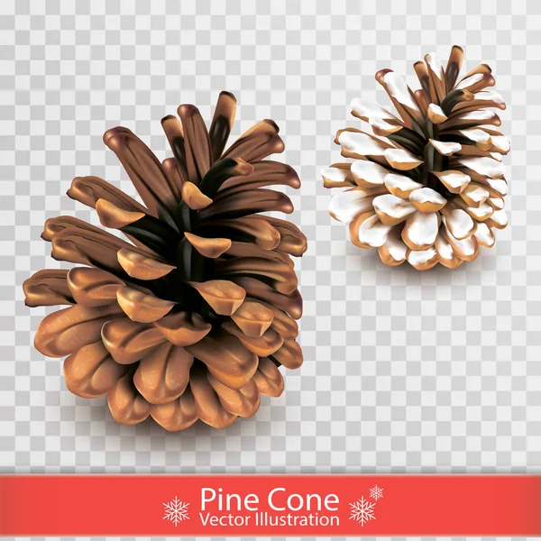 Saydam arka plan üzerinde izole kar ile gerçekçi kuru çam kozalağı. Tasarım nesnesi. İki pinecones kümesi. Vektör çizim.