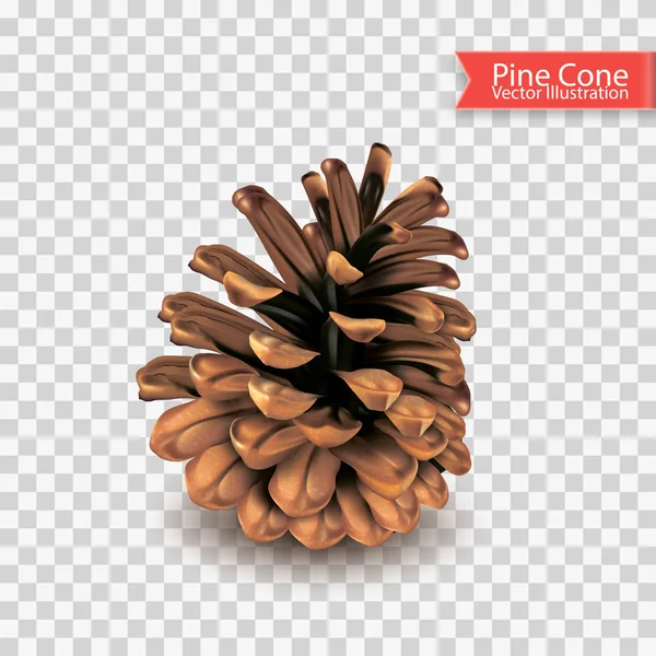 Realistic Single Dry Pine Cone Isolated Transparent Background Object Design — Stock Vector