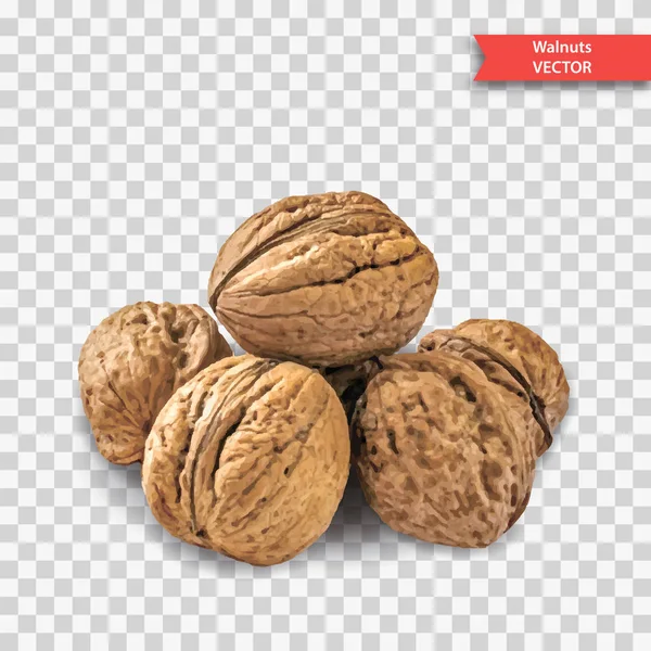 A pile of several walnuts on a transparent background. Object Decor for New Year or Christmas. Realistic Vector Illustration — Stock Vector