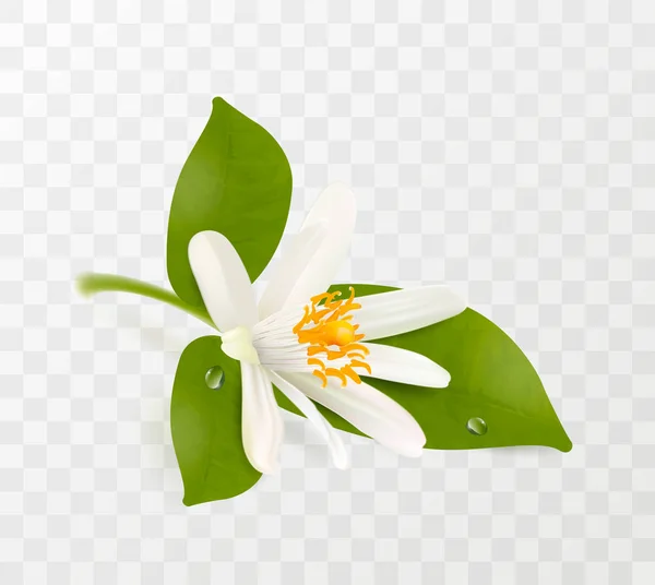 Flor de mandarina, flor blanca con estambres amarillos y hojas verdes aisladas sobre fondo transparente. Ilustración vectorial realista — Archivo Imágenes Vectoriales