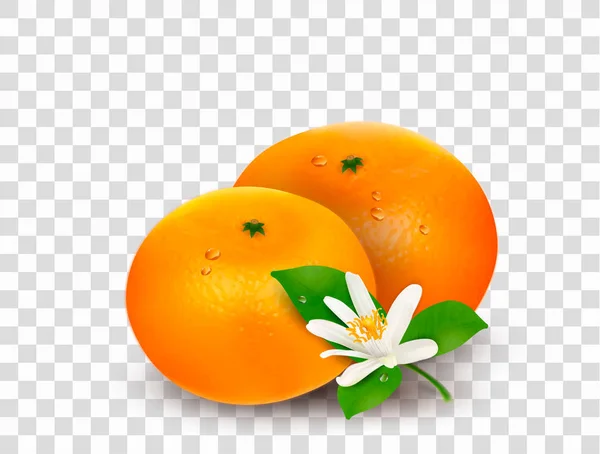 Due mandarini o mandarini di agrumi e un piccolo fiore fiorito con foglie verdi isolate su fondo trasparente. Illustrazione vettoriale realistica — Vettoriale Stock