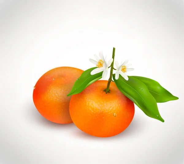 Two citrus fruits mandarin or tangerine on branch with green leaves and white blooming flower isolated on a white background. Realistic Vector Illustration — Stock Vector