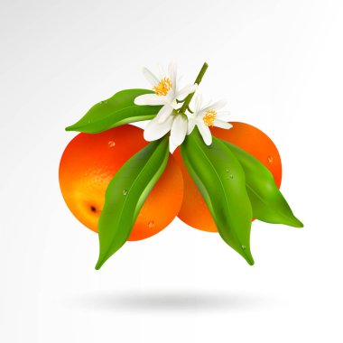 İki narenciye Çince veya şube su damlaları, beyaz çiçek çiçek ve beyaz bir arka plan üzerinde izole tomurcukları yeşil yaprakları ile asılı mandalina. Gerçekçi vektör çizim