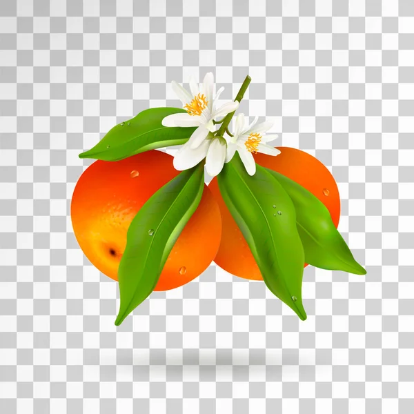 两个柑橘类水果柑橘挂在树枝上 有绿叶 有水滴 白花和花蕾被查出在透明的背景上 逼真的矢量插图 — 图库矢量图片