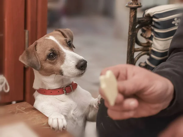 Bir köpek Jack Russell Terrier onun yeme bir peynir parçası isteyen portresi.
