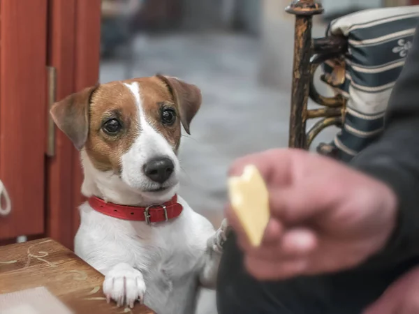 Küçük şirin bir köpek sahibi bir peynir parçası için yalvarıyor Jack Russell Terrier yakın çekim portresi.