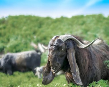 Herd of goats grazing on a pasture in the mountains. Herbivores old male beast pet looking in camera. Anglo-Nubian breed of domestic goat. clipart