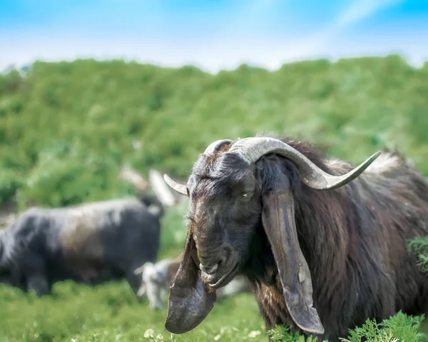 Herd of goats grazing on a pasture in the mountains. Herbivores old male beast pet looking in camera. Anglo-Nubian breed of domestic goat. — Stock Photo, Image