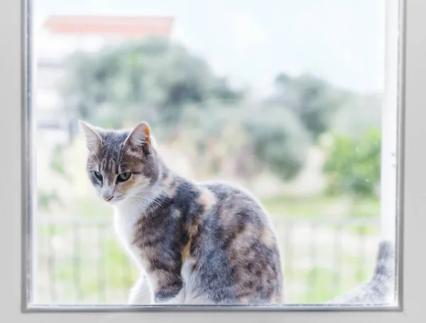 Petit chaton assis devant la fenêtre de la cuisine et regardant — Photo