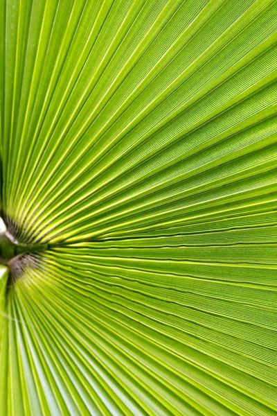 Fresh Green Palm Leaf. Floral background. Vertical image.