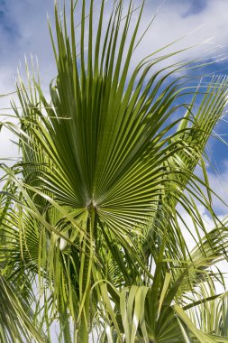 Tropikal çiçek arka plan. Mavi bulutlu gökyüzü karşı büyük yeşil palmiye ağacı yaprakları