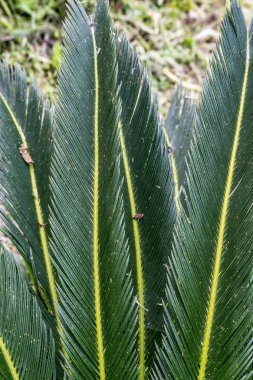 Tropikal çiçek arka plan. Açık havada uzun koyu yeşil palmiye yaprakları