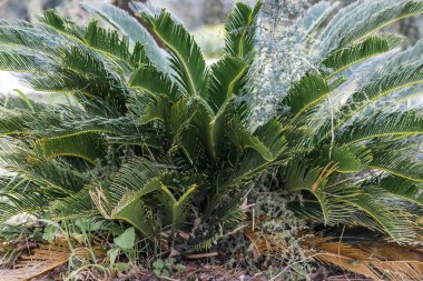 Tropikal çiçek arka plan. Yeşil palmiye yaz Park