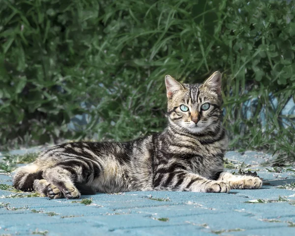 Portrét krásné šedé pruhované načechraný kotě s modrýma očima, ležící proti zelené keře a při pohledu do kamery — Stock fotografie