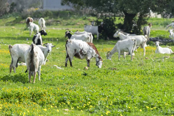 Dağlarda yeşil bir çayırda otlatma yerel beyaz keçi sürüsü. Akdeniz manzara — Stok fotoğraf