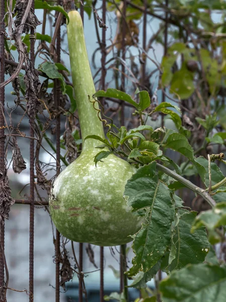 Green Calabash or bottle gourd. Hanging pumpkin on a rustic fence.